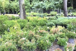 Plants at the nursery in South Carolina show signs of being infected with boxwood blight Photo: Clemson University