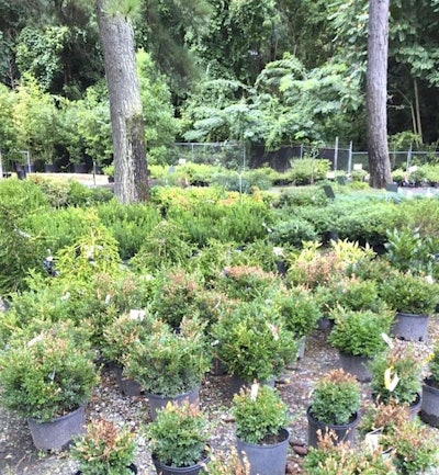 Plants at the nursery in South Carolina show signs of being infected with boxwood blight Photo: Clemson University