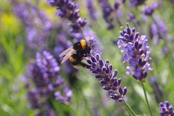 Bumblebees and native bees will be the focus of this pollinator research.