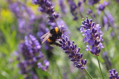 Bumblebees and native bees will be the focus of this pollinator research.