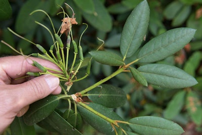 Deadheading rhododendrons can help make the bush more attractive, though not necessary. Photo: Oregon State University/Flickr