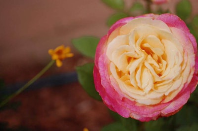 Roses are one of the types of flowers that benefit from deadheading. Photo: Sarah/Flickr