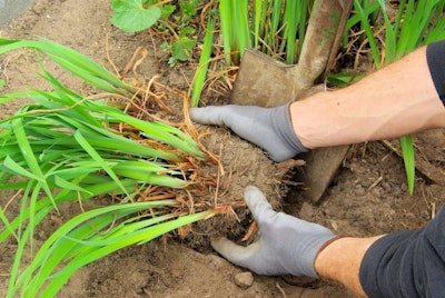 When perennials develop a bald spot in the center or stems begin to flop over, dividing them is a good way to regain vigor.