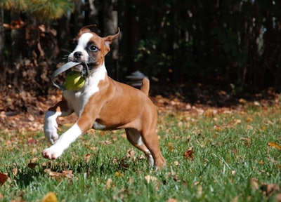 Different dogs have different needs and landscapers can take that into account when designing. Photo: fPat Murray/Flickr