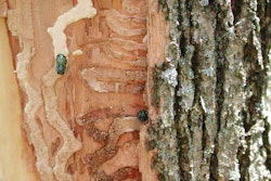 Adult emerald ash borers emerge from an infested ash tree. They did their damage beneath the bark as larvae.