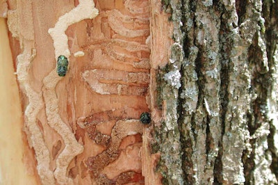 Adult emerald ash borers emerge from an infested ash tree. They did their damage beneath the bark as larvae.