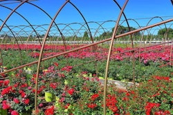 The SANC program is designed to reduce the spread of plant pests and grow healthier plants. Photo: McKay Nursery Co.