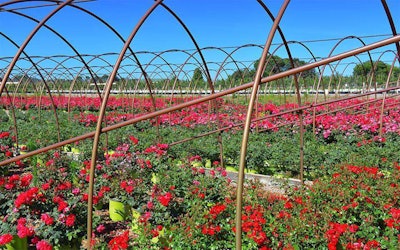 The SANC program is designed to reduce the spread of plant pests and grow healthier plants. Photo: McKay Nursery Co.