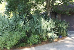 The Lagoon Friendly Lawn program is designed to reduce nutrient pollution. Photo: Keep Brevard Beautiful