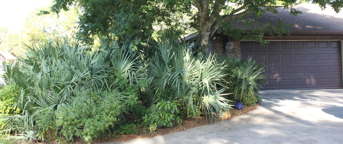 Landscaping program used to reduce nutrient pollution ...