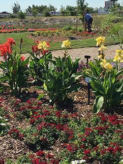 Visitors can see how the plants hold up against real-world challenges like poor soil and wind. Photo: Landscape Ontario