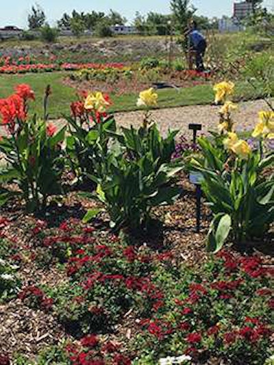 Visitors can see how the plants hold up against real-world challenges like poor soil and wind. Photo: Landscape Ontario