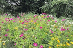 If native plants are installed with a design in mind, they are less likely to look like overgrown weeds. Photo: Kristine Paulus/Flickr