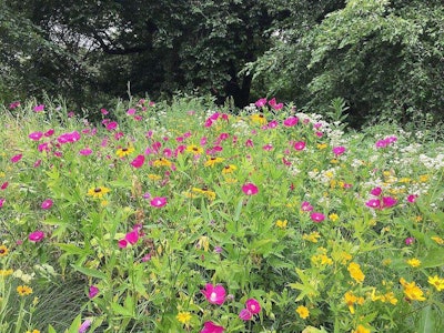 If native plants are installed with a design in mind, they are less likely to look like overgrown weeds. Photo: Kristine Paulus/Flickr