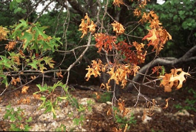 Oak wilt in red oaks can be hard to spot, but leaves often turn pale green and then brown. They remain on the tree for a period of time. Photo: Texas A&M Forest Service