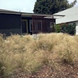 xeriscaping-burbank-ca-Cory-Doctorow-1024×768