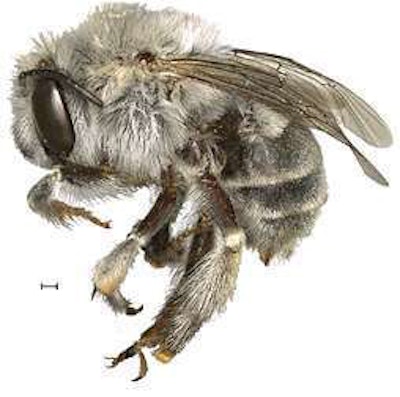 A female Anthophora publo. Scale bar below is one-half millimeter. Photo: USDA