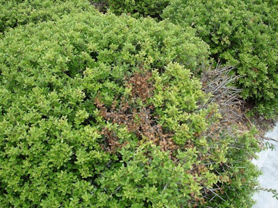 Botryosphaeria dieback is best controlled by ensuring the plant has optimal health with cultural practices. Photo: Syngenta