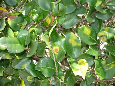 Cercospora leaf spot appears on a wide variety of ornamentals. Photo: Syngenta