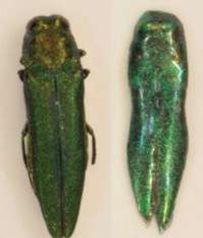 Left, a dead female emerald ash borer. Right, a bioreplicated decoy. Photo: Left, Michael Domingue; right, Drew Pulsifer/Penn State