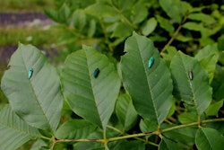The different decoys were placed on leaves to see which attracted male EABs to land. Photo: Michael Domingue/Penn State