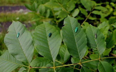 The different decoys were placed on leaves to see which attracted male EABs to land. Photo: Michael Domingue/Penn State