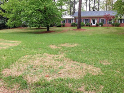 Large patch is a common disease of warm-season lawns, such as zoysia grass and St. Augustine grass. Photo: Derek Settle, Bayer