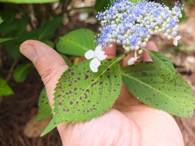 Cecospora leaf spot, a common disease of woody ornamental plants like this hydrangea, is often active in fall. Photo: Derek Settle, Bayer