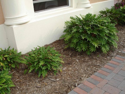 Plants like this philodendron infected with Pythium needs a specialized fungicide to treat it. Photo: Syngenta