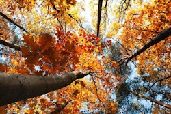 fall-foliage