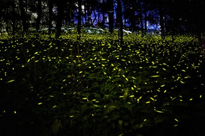 Fireflies prefer warm, humid environments and are nocturnal. Photo: Sam Weng/Flickr