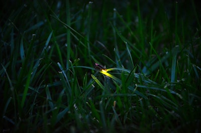 Fireflies’ glowing abdomens not only attract mates but ward off predators. Photo: Amanjeev/Flickr