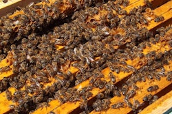 Beekeepers were not alerted to the aerial spraying beforehand, which resulted in the mass die-off.