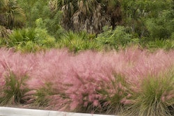 pink-muhly-monrovia