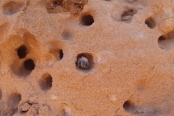 Anthophora pueblo chew through the sandstone to create their nests. Photo: Michael Orr, Utah State University