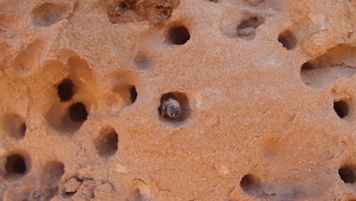 Anthophora pueblo chew through the sandstone to create their nests. Photo: Michael Orr, Utah State University