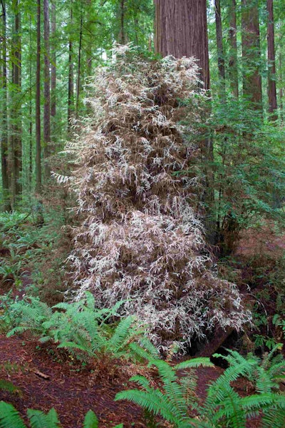 Albino redwoods reach a maximum height of about 66 feet. Photo: WolfmanSF