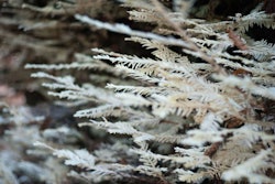 Although albino redwoods look like they’ve been spray painted, they actually lack the green pigment chlorophyll. Photo: Mollie C/Flickr