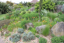 Just because a garden is conserving water doesn’t mean it can’t be vibrant and green. Photo: Karen Roe/Flickr