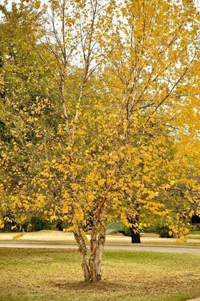 Photo: Dammann’s Lawn, Garden & Landscaping Centers