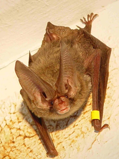 Bats consume vast numbers of insects, so their disappearance would be sorely felt. Photo: Maxpixel.net