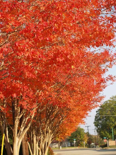 Photo: Texas A&M Agrilife Extension