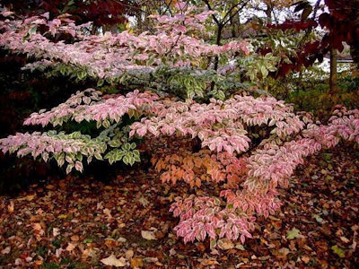 Photo: Carolyn’s Shade Gardens