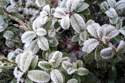 Traditional methods of breeding plants with greater resistance to cold temperatures have met with limited success. Photo: Wikipedia