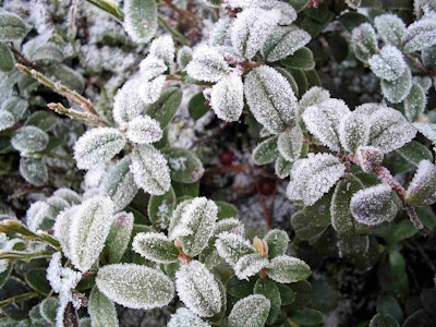 Traditional methods of breeding plants with greater resistance to cold temperatures have met with limited success. Photo: Wikipedia