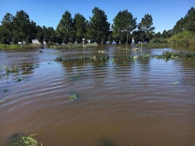 This picture of Nursery South submerged in Lumberton, North Carolina, was taken on October 10, 2016. Photo: Lee Grantham