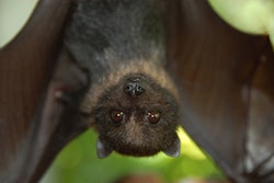 mariana-fruit-bat-usfws-pacific-region