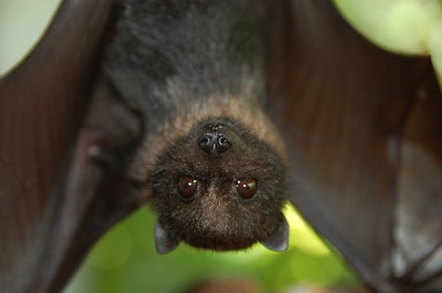 Bats, like the Mariana Fruit Bat, do their part by fertilizing the berries and fruit that is a staple of their diet. Photo: USFWS-Pacific Region/Flickr
