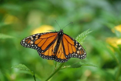 monarch-butterfly