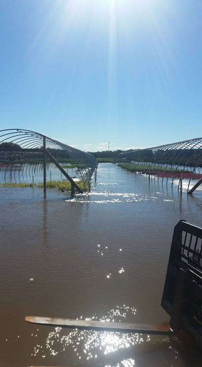 Casey Nursery in Goldsboro, North Carolina, was one of the many nurseries affected by Hurricane Matthew. Photo: Hunter Casey